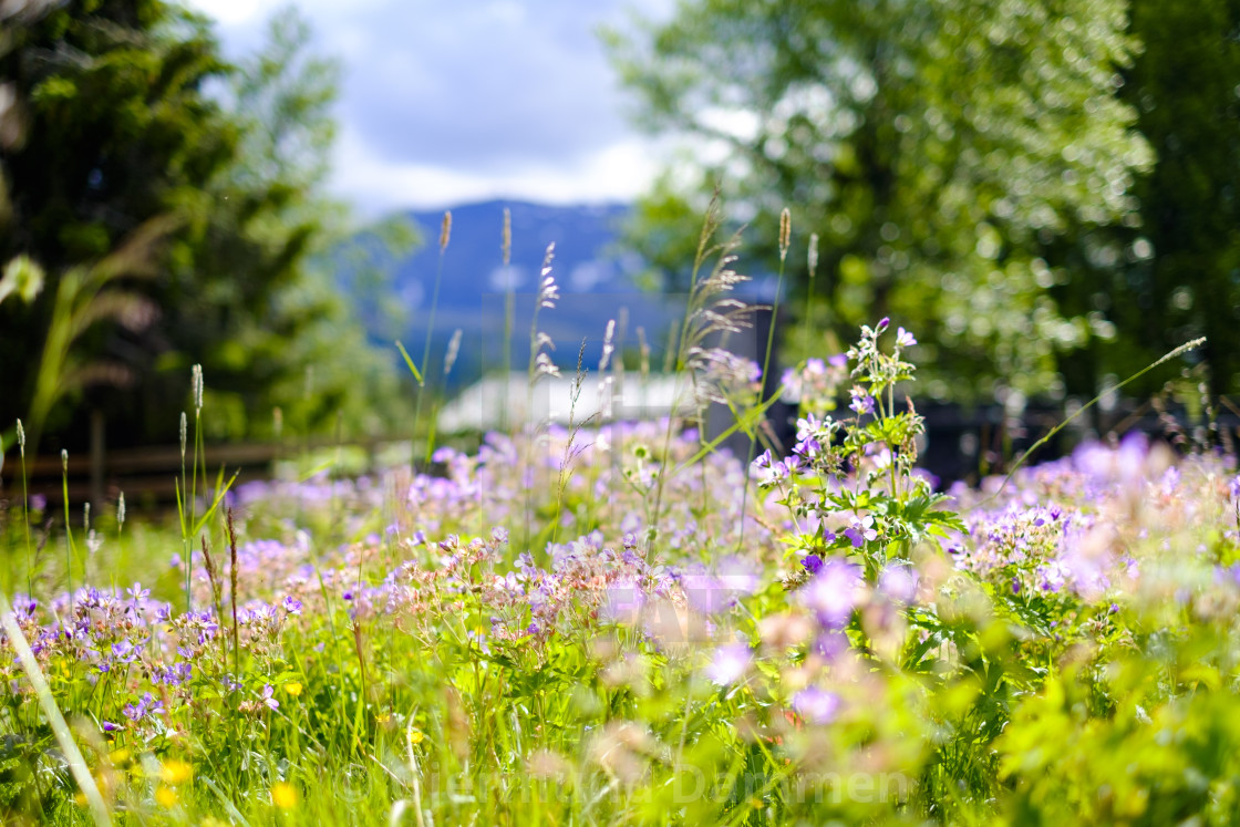 "woodland geranium" by Gjermund Dammen - $52.29 "woodland geranium" stock image