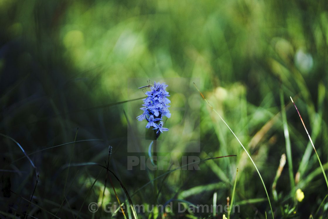 "wild orchid" by Gjermund Dammen - $59.79 "wild orchid" stock image