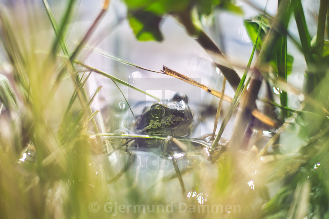 "A green frog in the water" by Gjermund Dammen - $44.82 "A green frog in the water" stock image