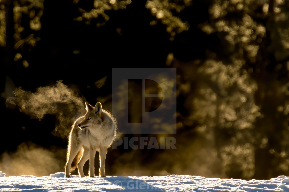 "Coyote in the cold" stock image