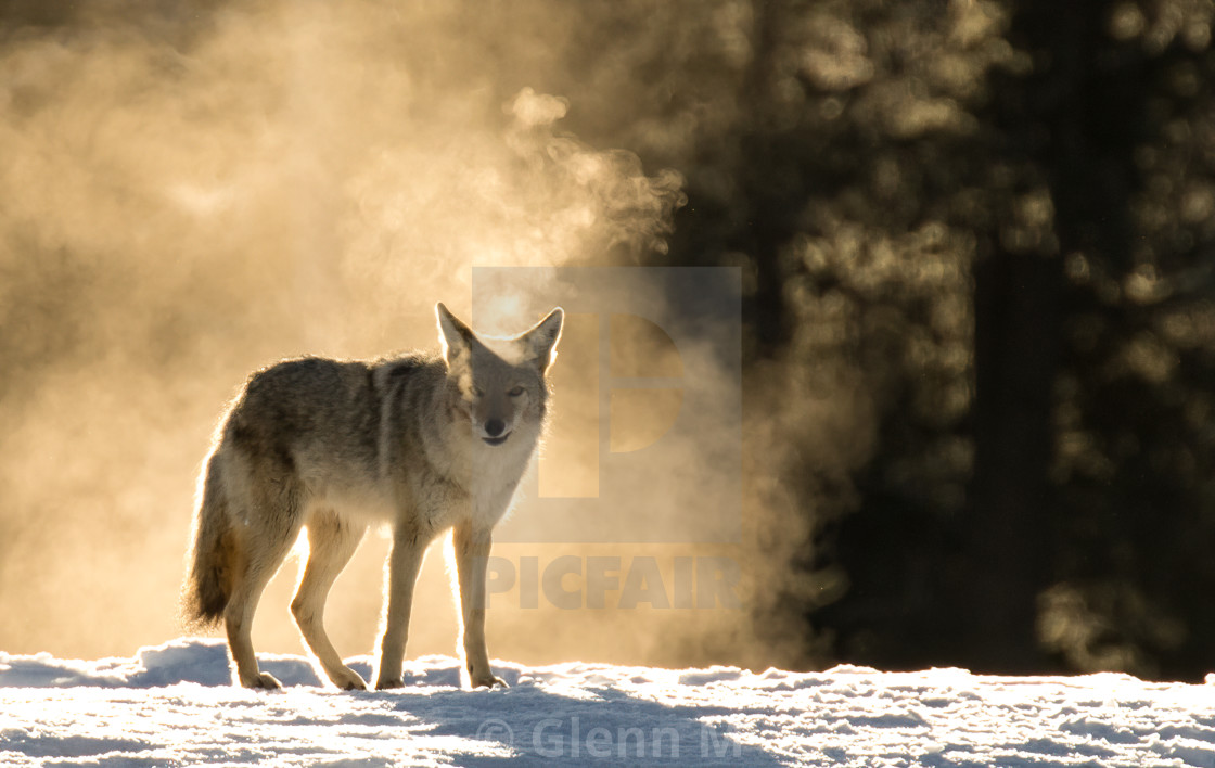 "Coyote Stare Down" stock image