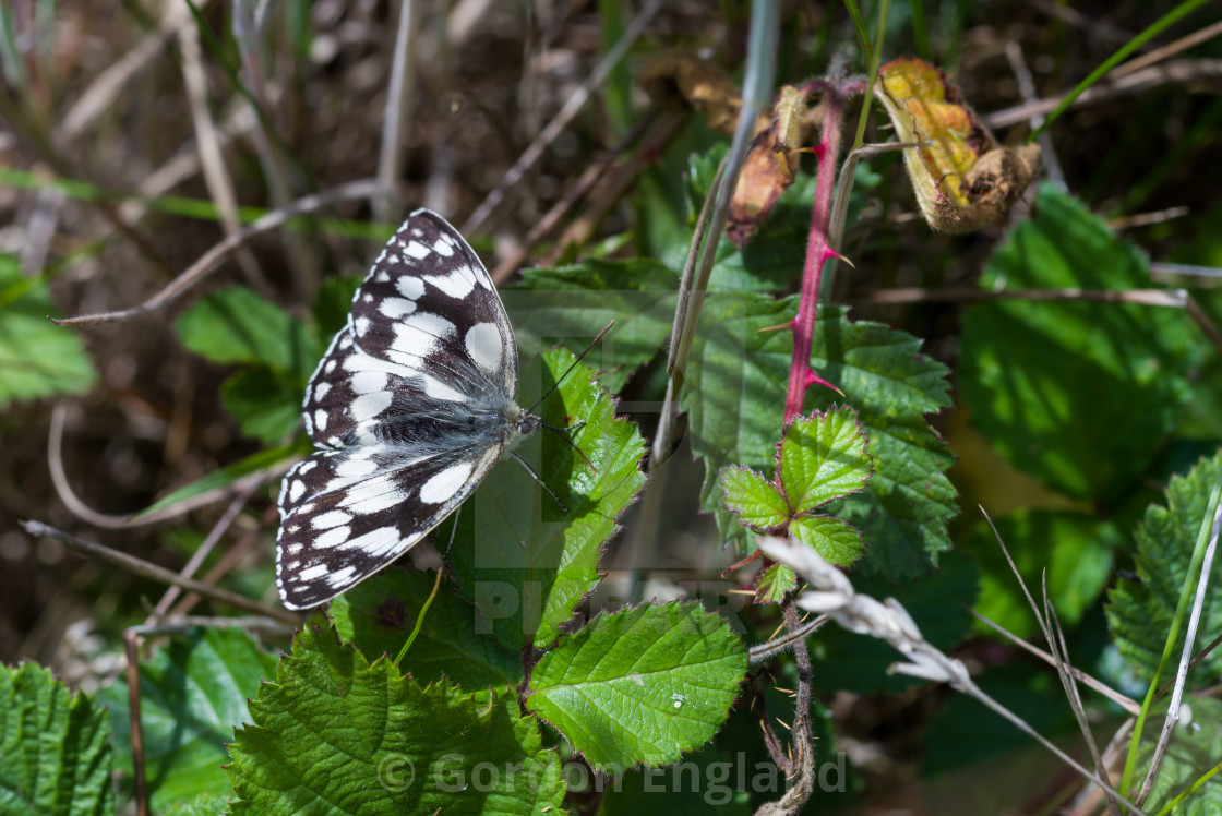 "Marbled White Butterfly" stock image