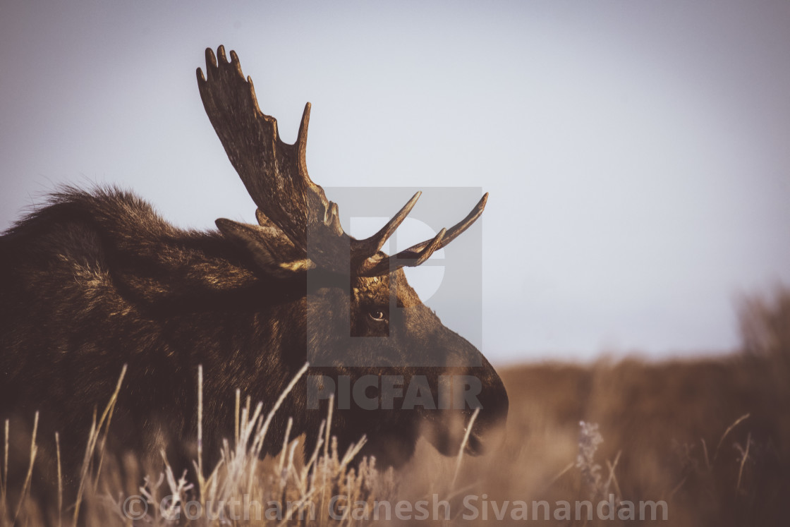 "Mystic Moose" stock image