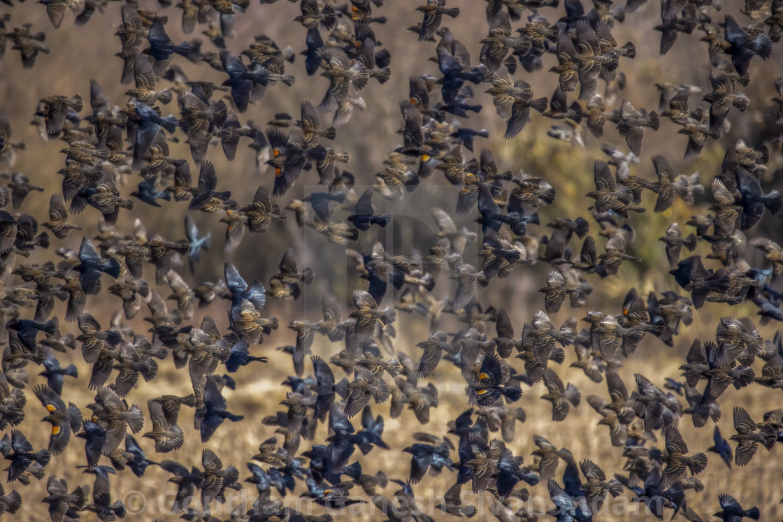 "Murmuration" stock image