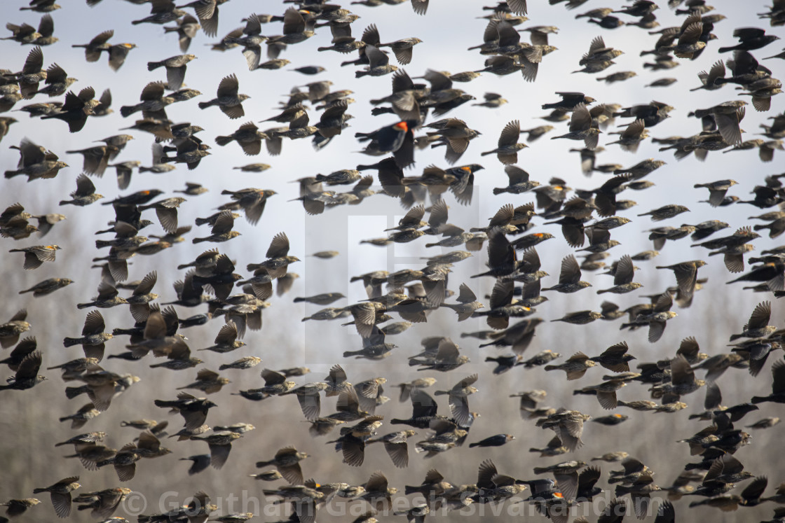 "The Flock" stock image