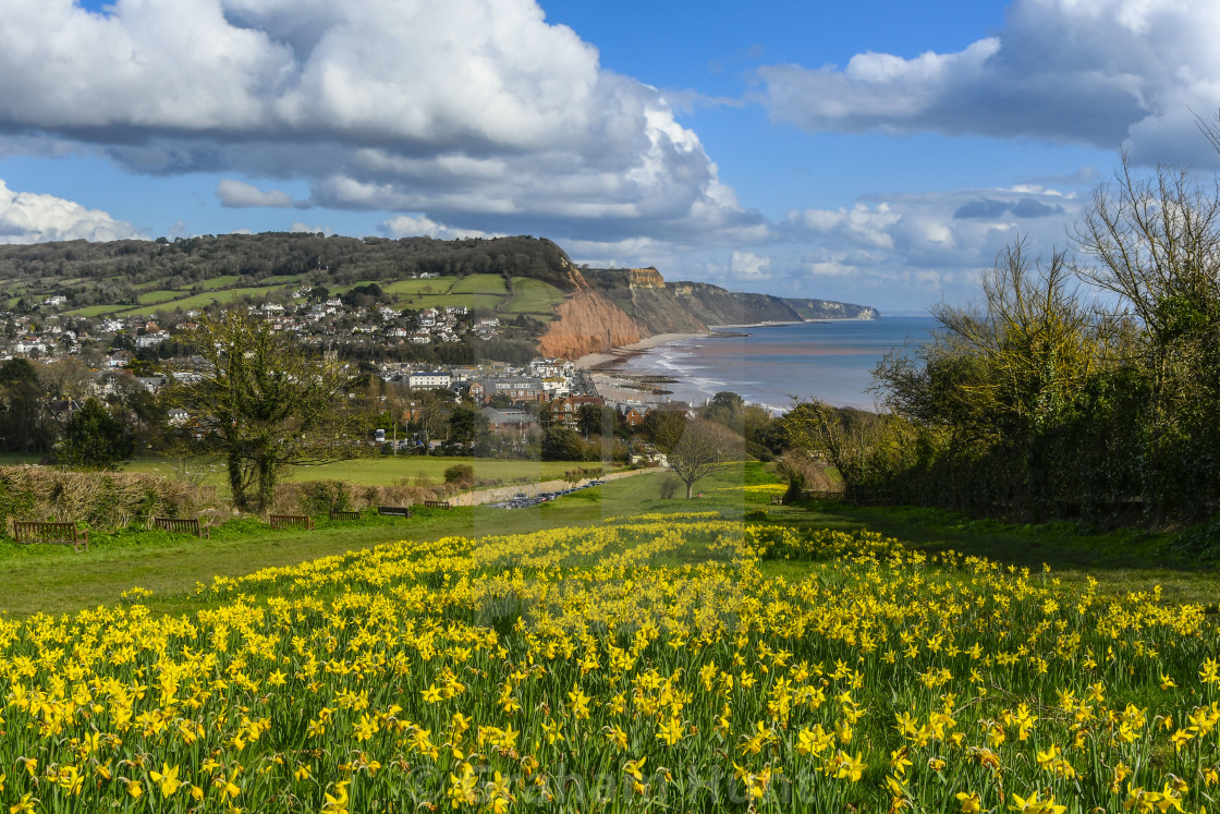 "Sidmouth Daffodils in Devon, UK." stock image