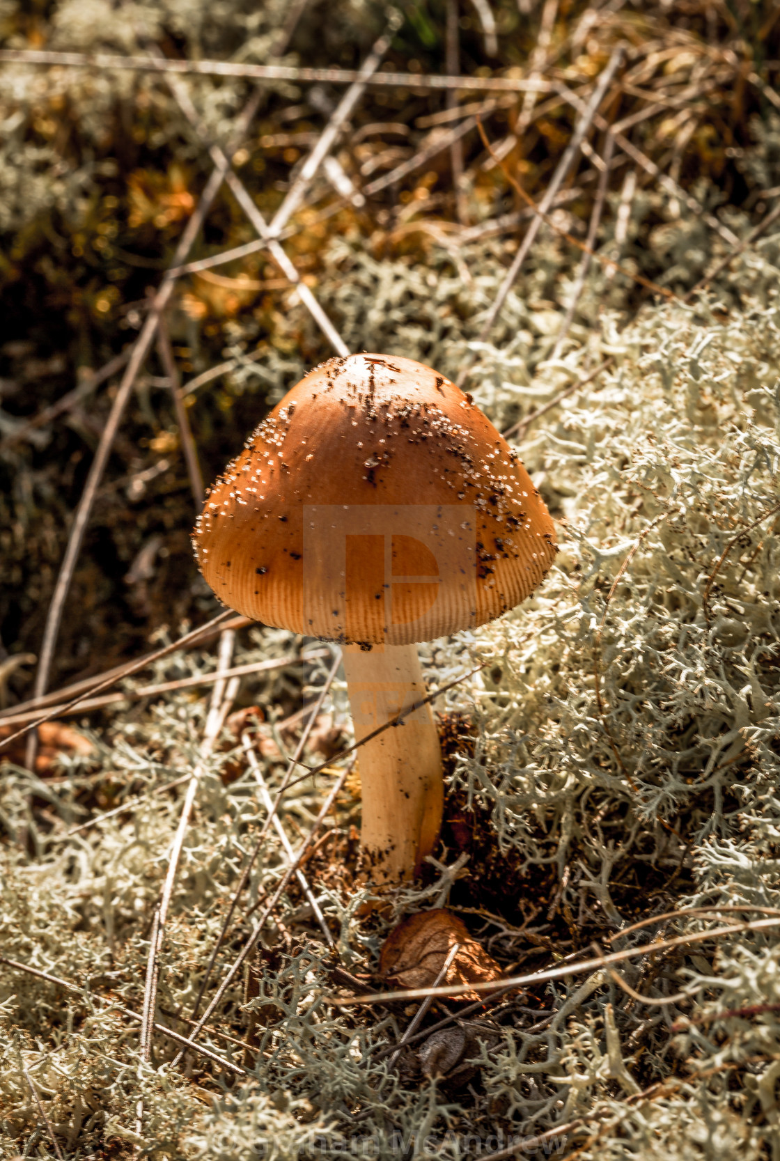 "Tawny Grisette, mushroom" stock image