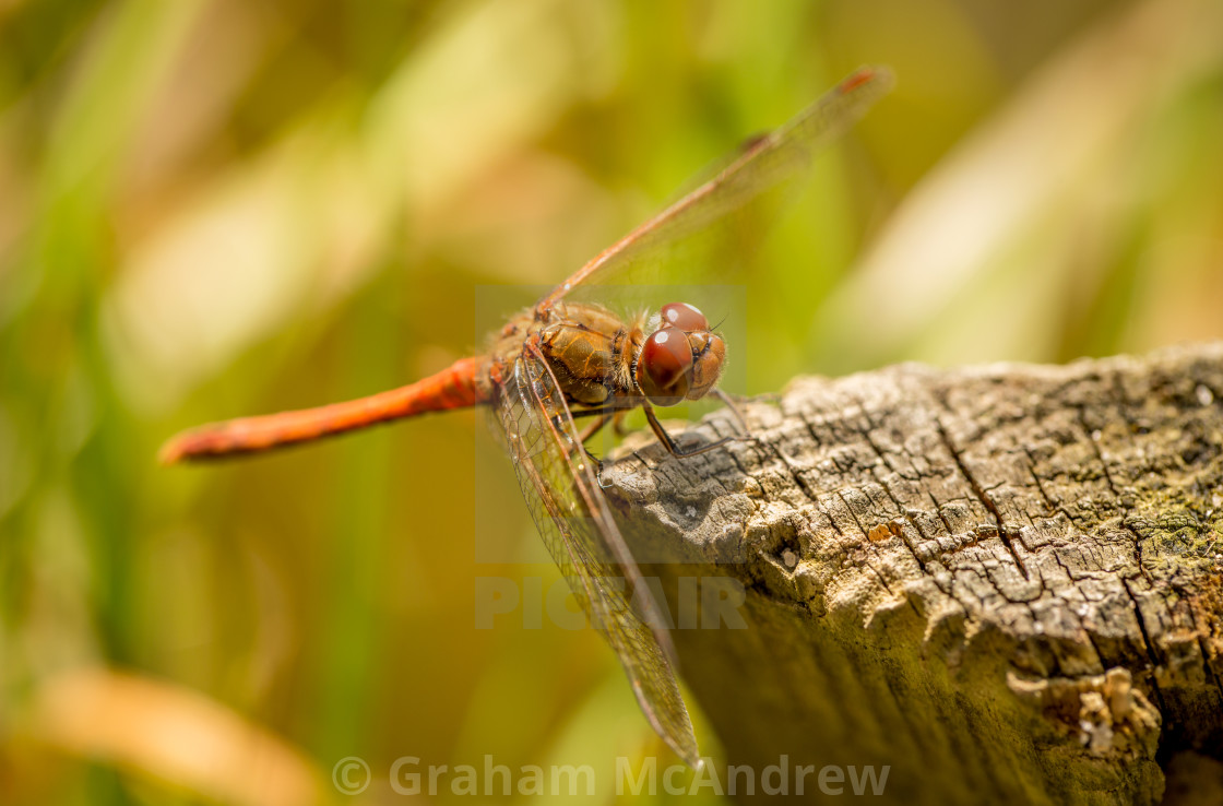 "Red Dragonfly resting" stock image