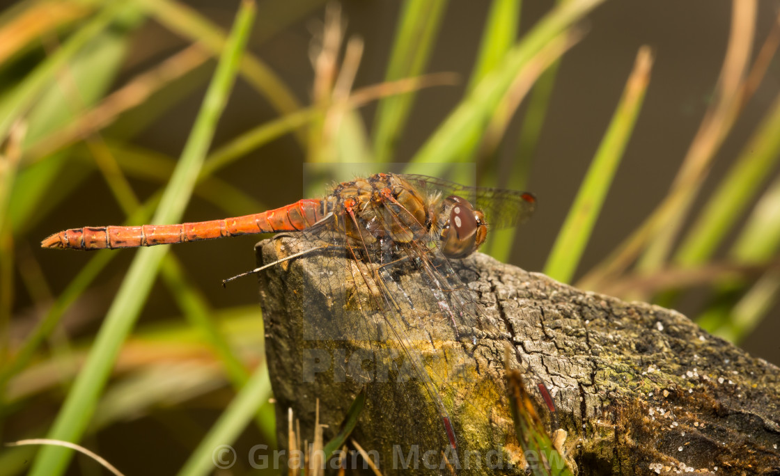 "Red Dragonfly resting" stock image