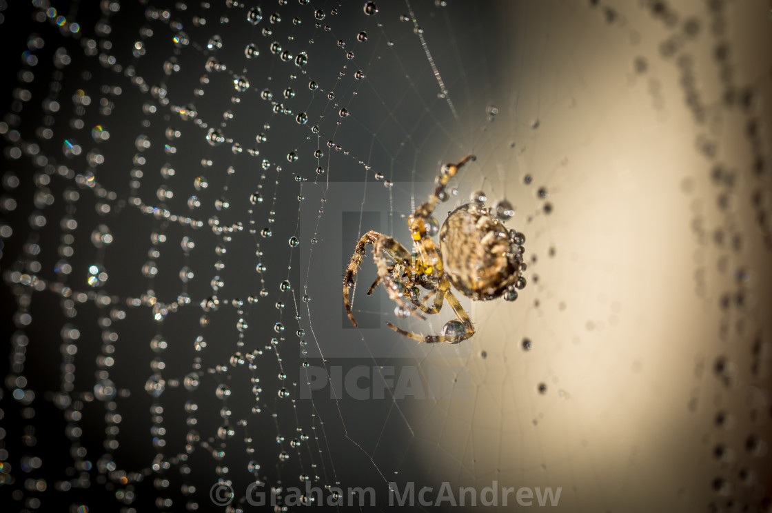 "Spider on web with raindrops" stock image