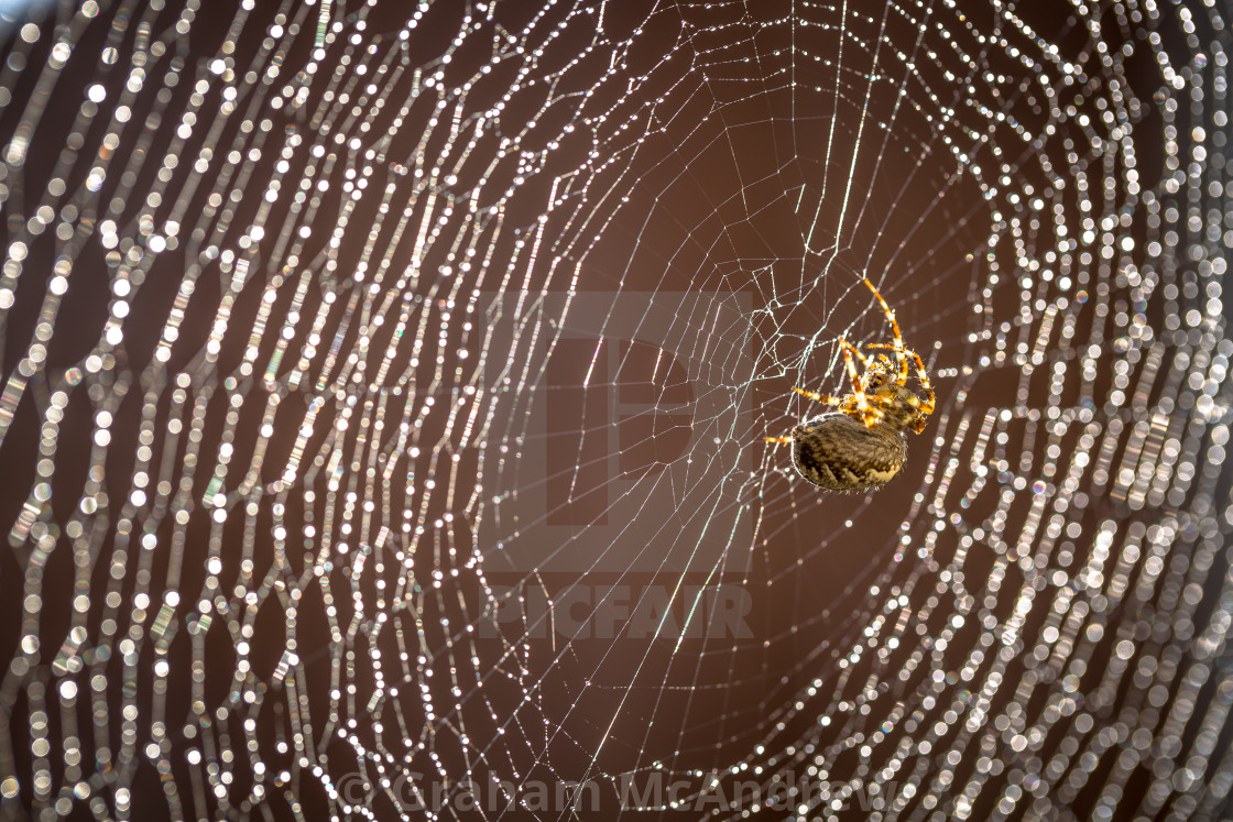 "Spider on web with raindrops" stock image