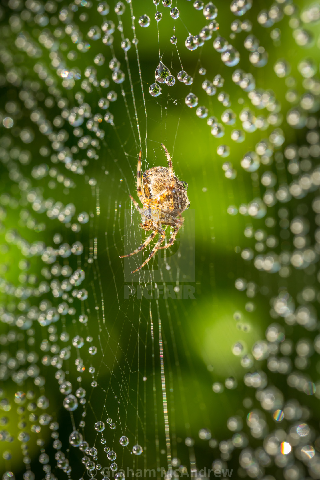 "Spider on web with raindrops" stock image