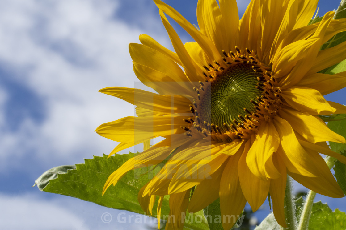 "Sunflower" stock image