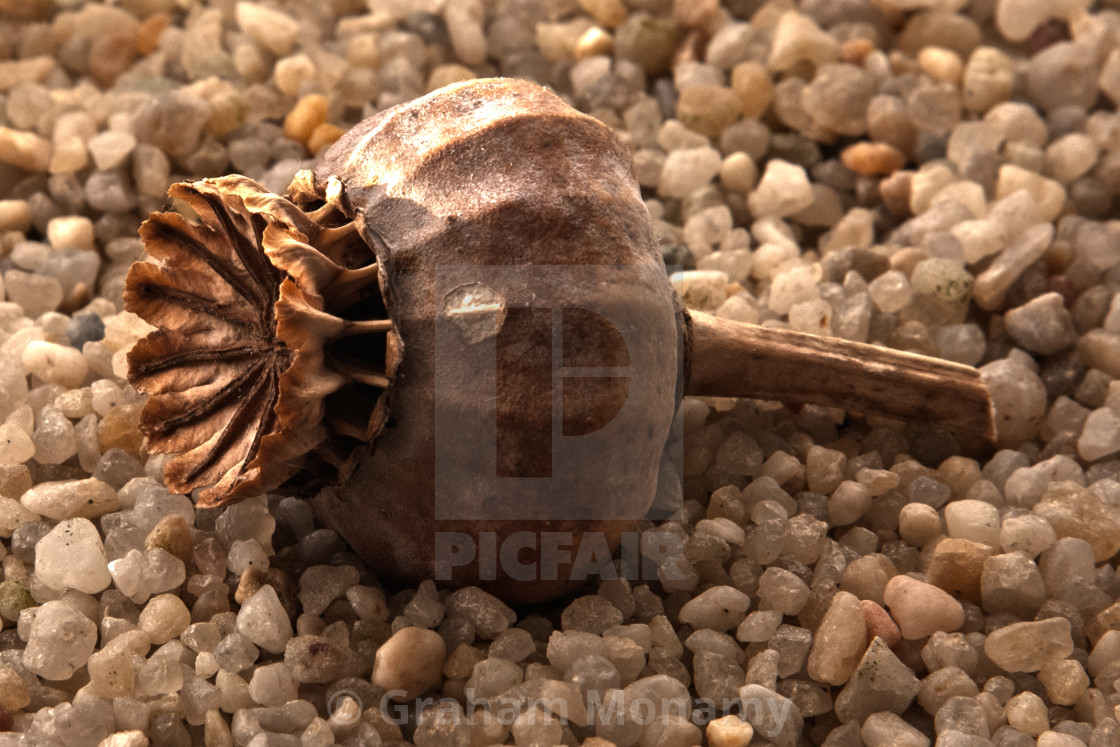 "Poppy Seed Pod" stock image