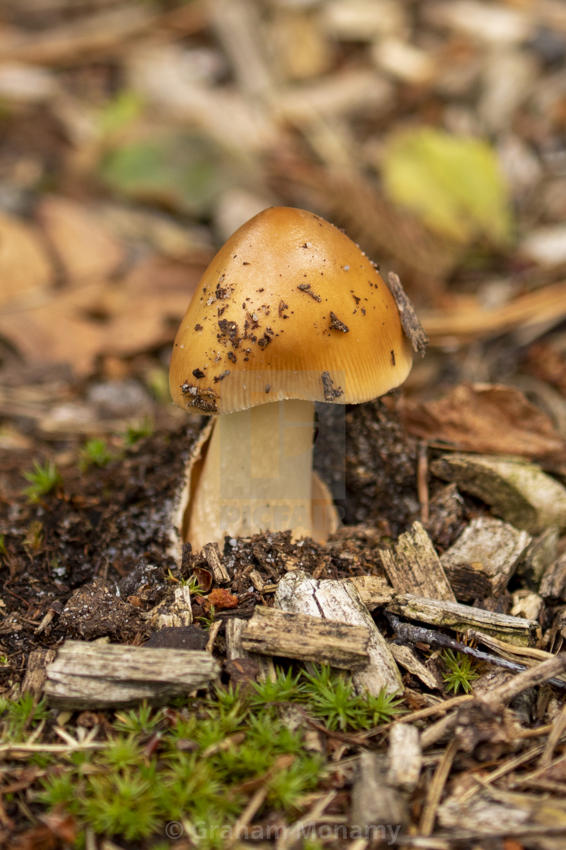 "Fungus" stock image