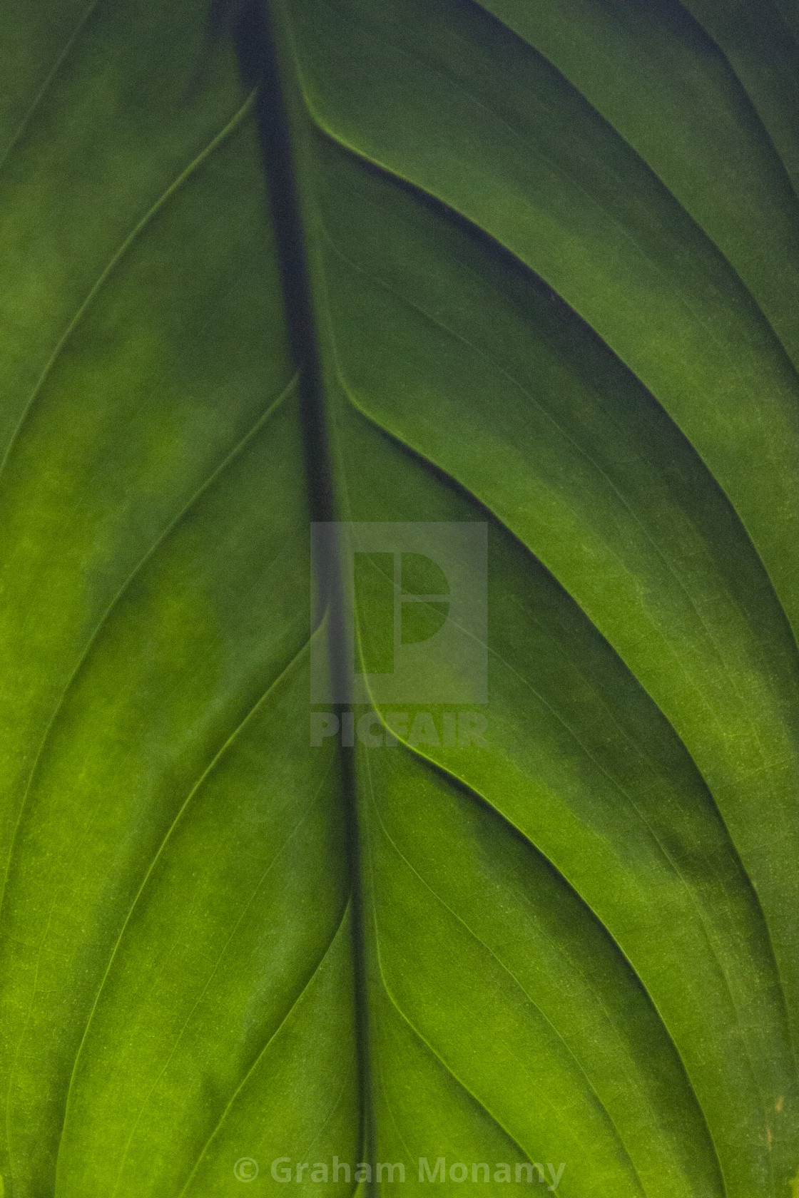 "Green" stock image