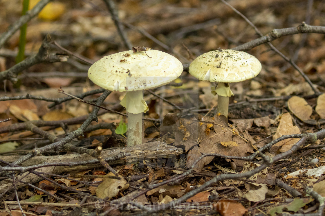 "Fungi in the Forest" stock image