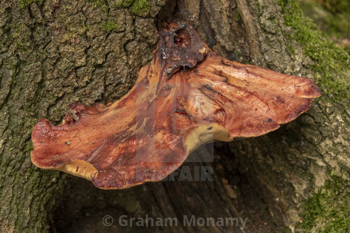 "Fungi in the Forest" stock image