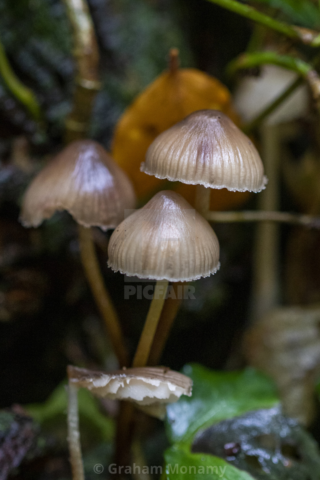 "Fungi in the Forest" stock image