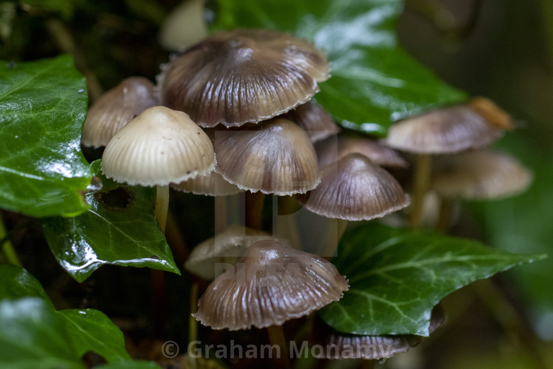 "Fungi in the Forest" stock image