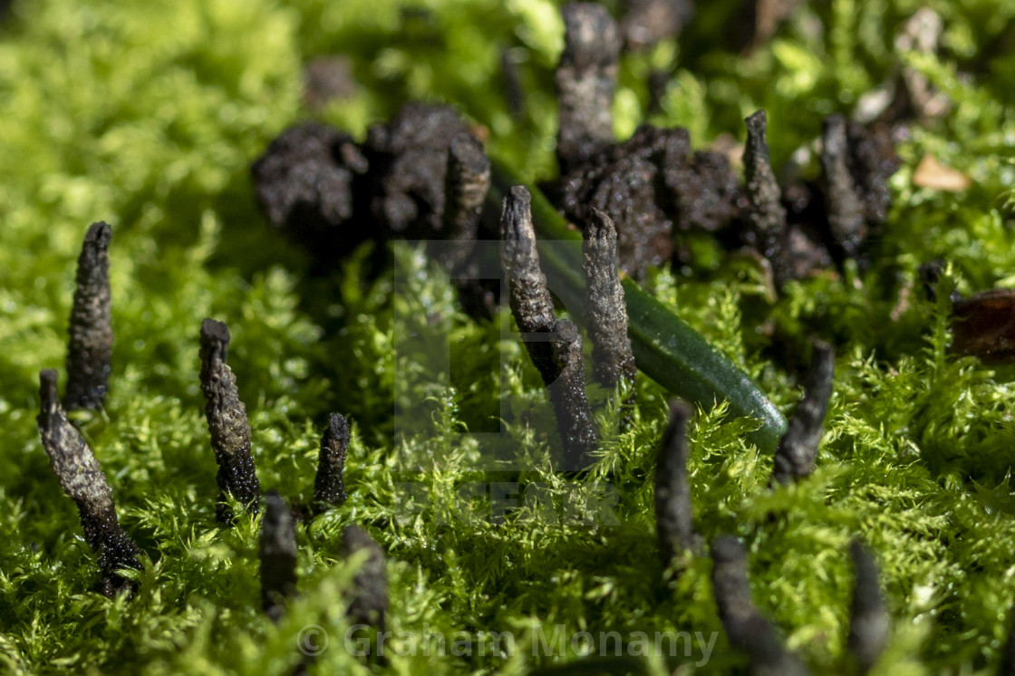 "Candle snuff fungus" stock image