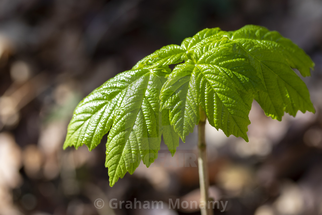 "Green" stock image