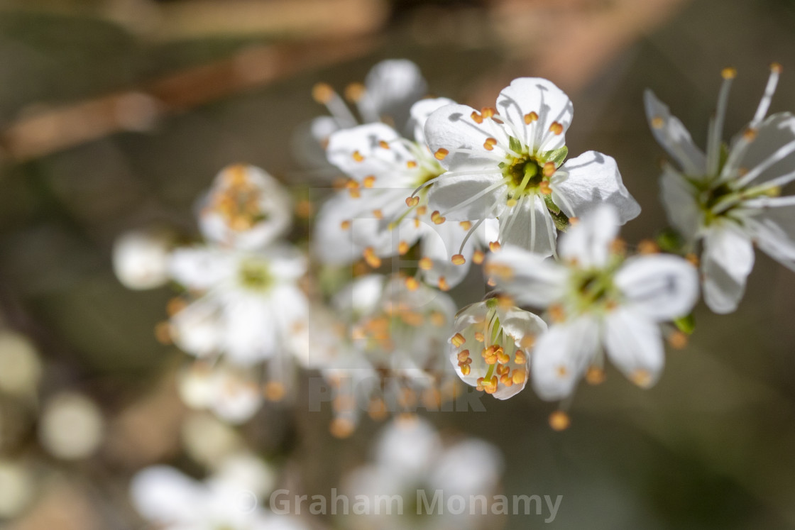 "Blossom" stock image