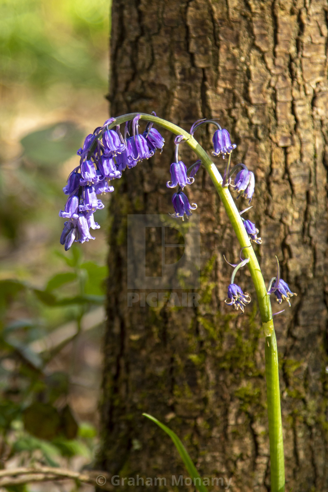 "Bluebells" stock image