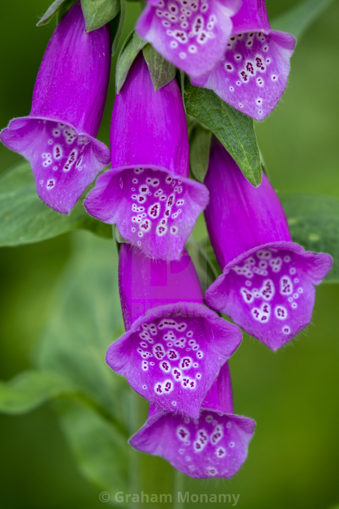 "Foxglove" stock image