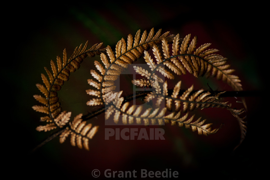 "Punga Ferns" stock image