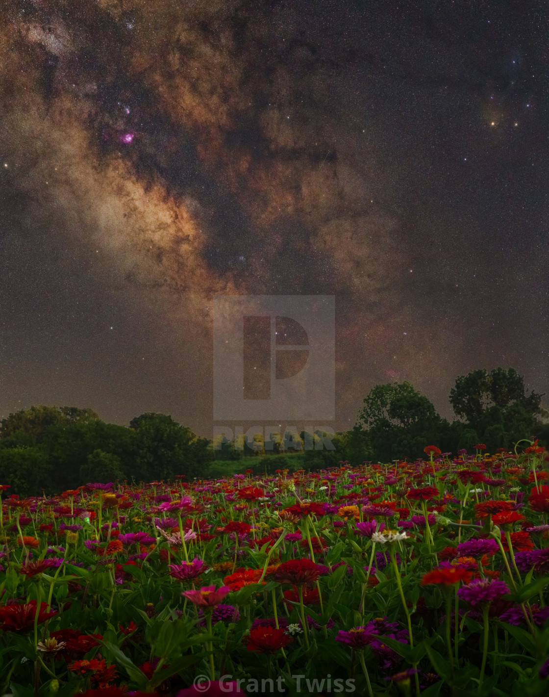 "Fire and Flowers" stock image