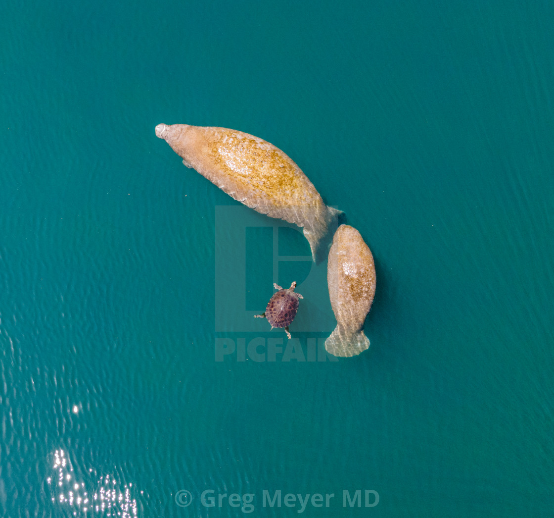 "Manatee mother, baby and turtle" stock image