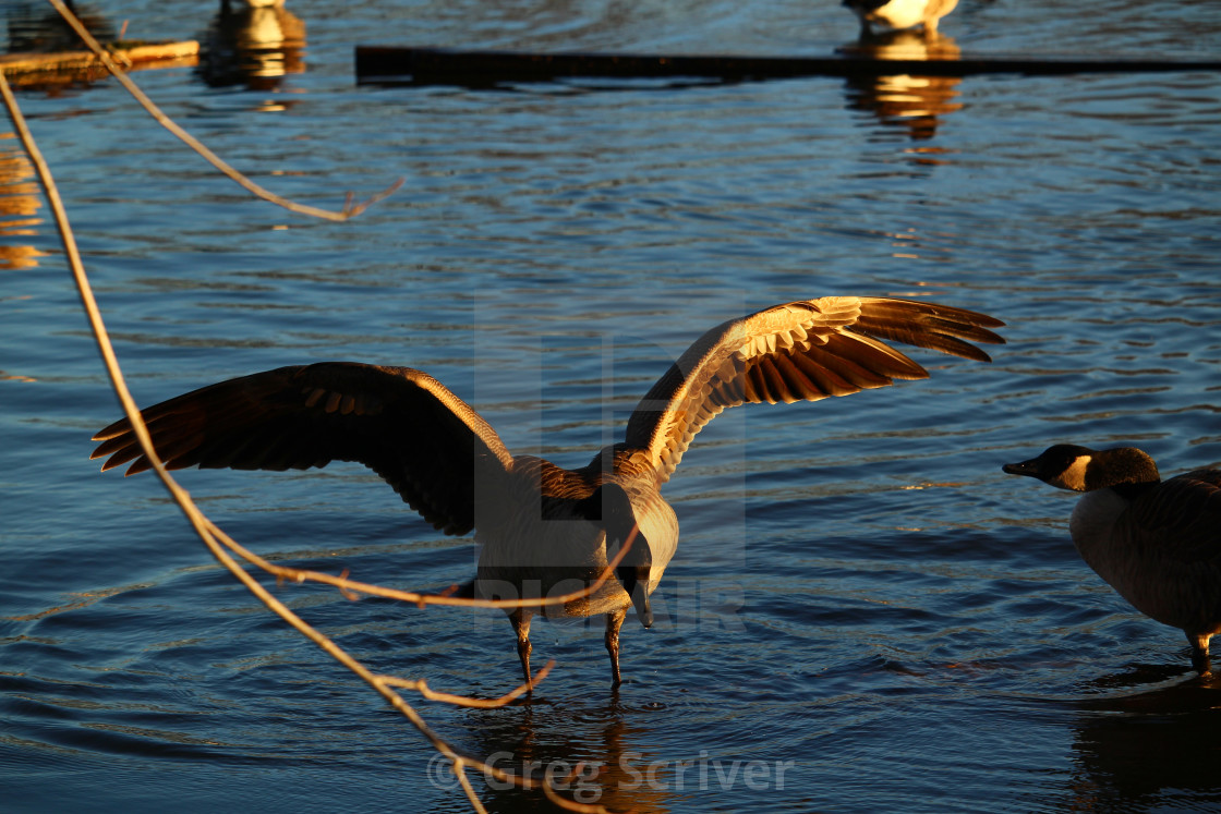 "Canadian Goose" stock image