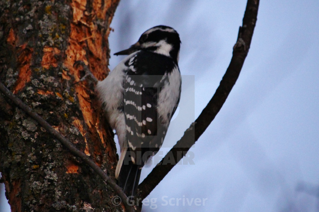 "Hairy woodpecker" stock image