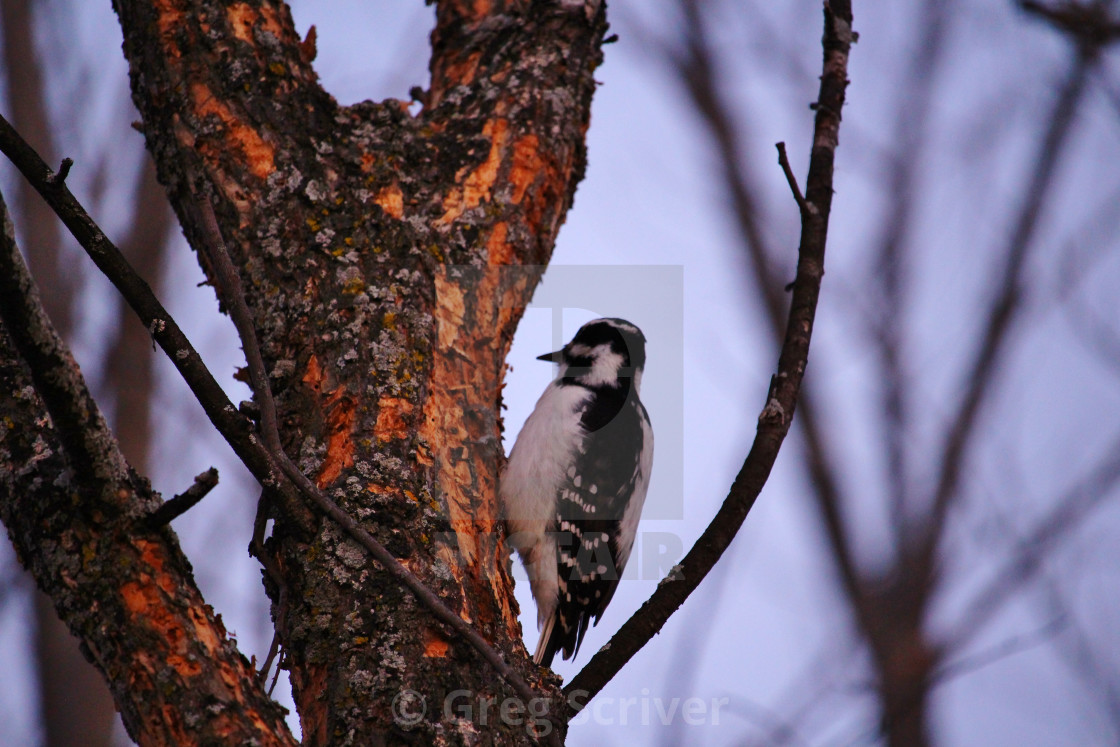 "Hairy woodpecker" stock image