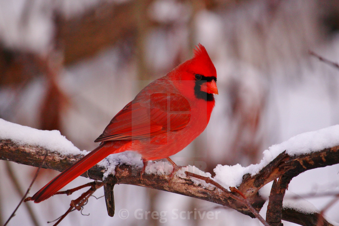 "Cardinal" stock image