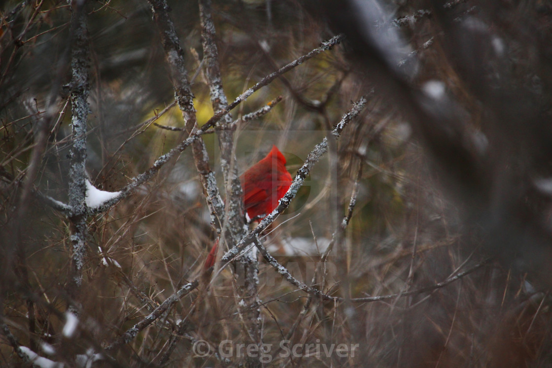 "Cardinal" stock image