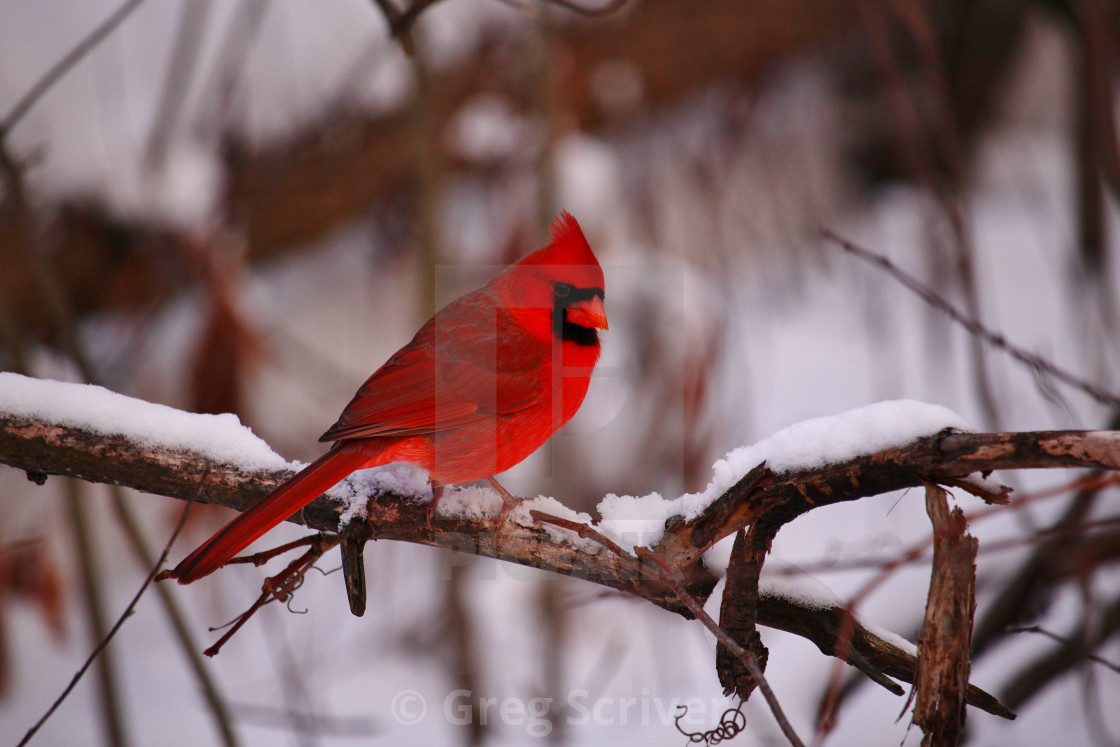 "Cardinal" stock image