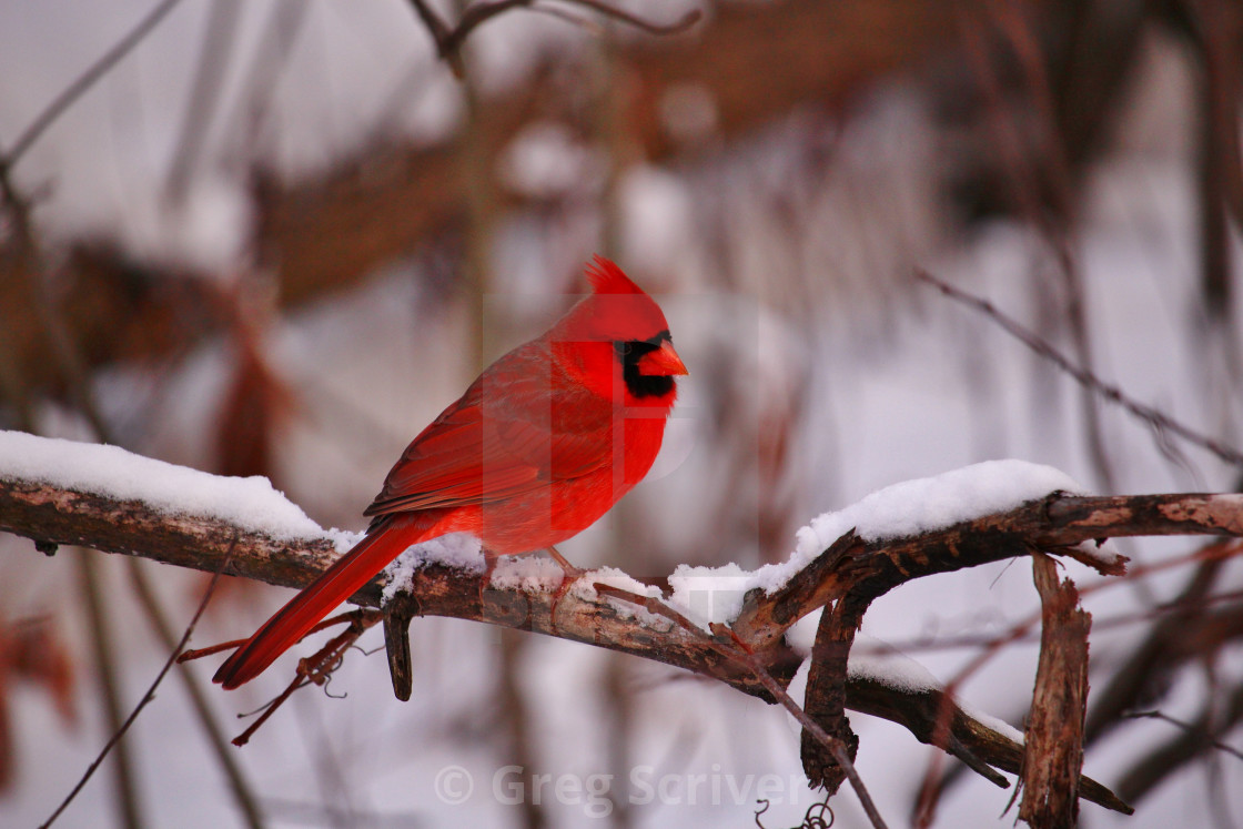 "Cardinal" stock image