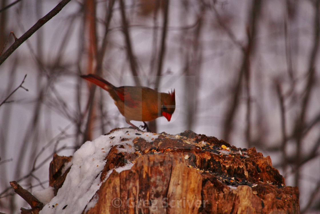 "Cardinal" stock image