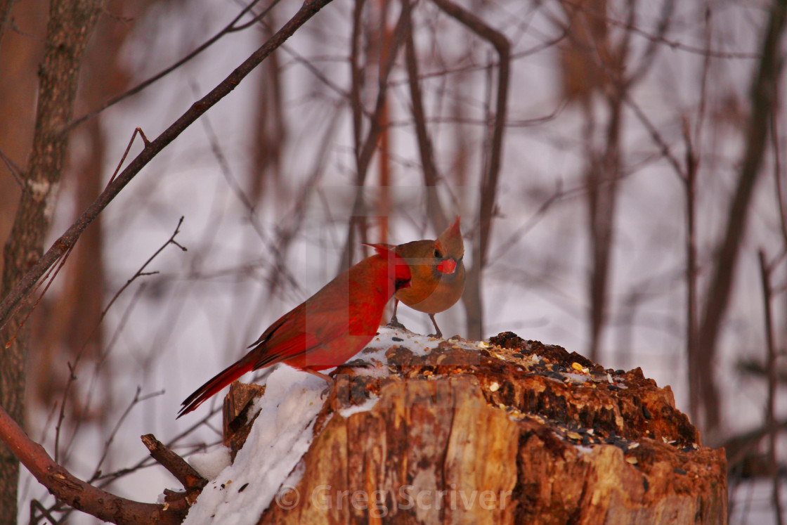 "Cardinals" stock image