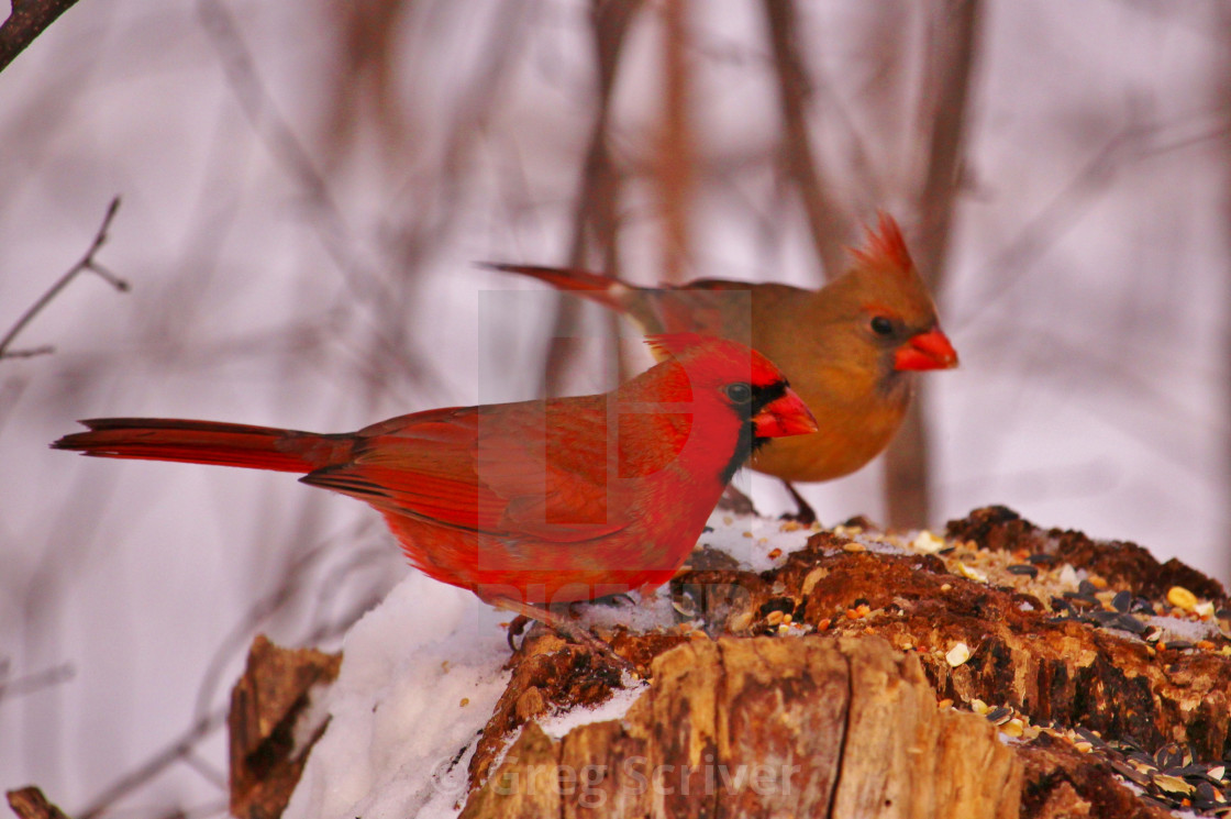 "Cardinals" stock image