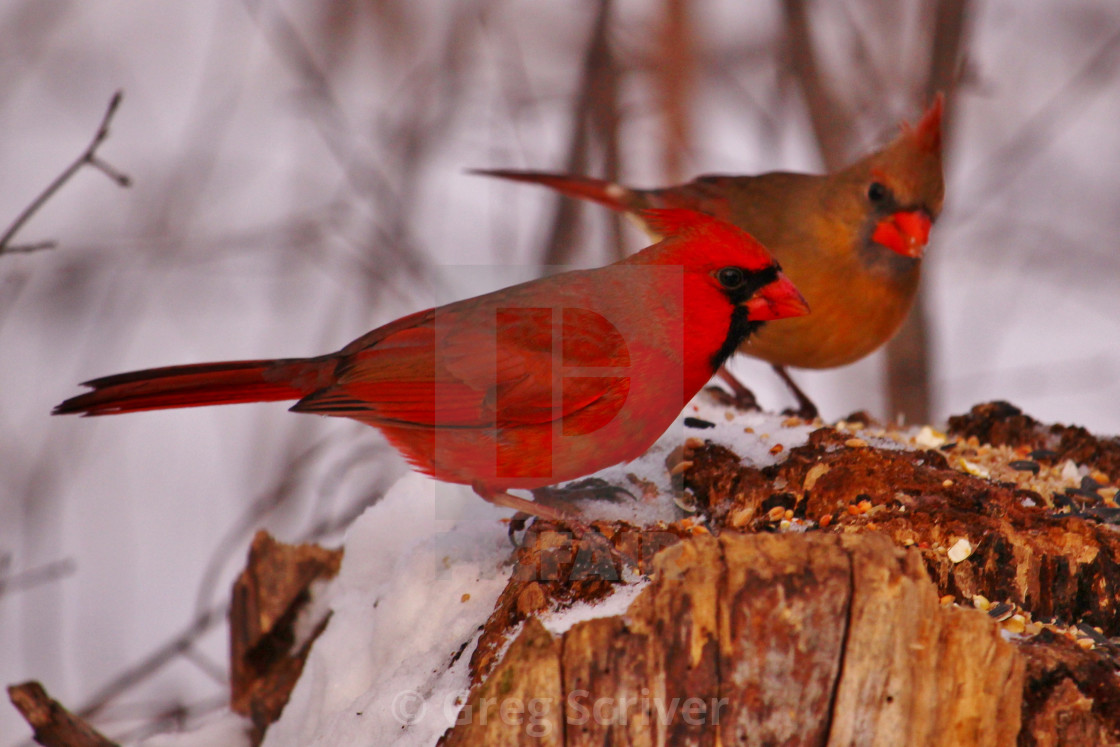 "Cardinals" stock image