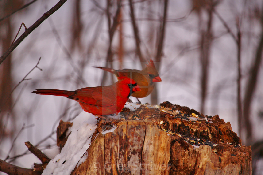 "Cardinals" stock image