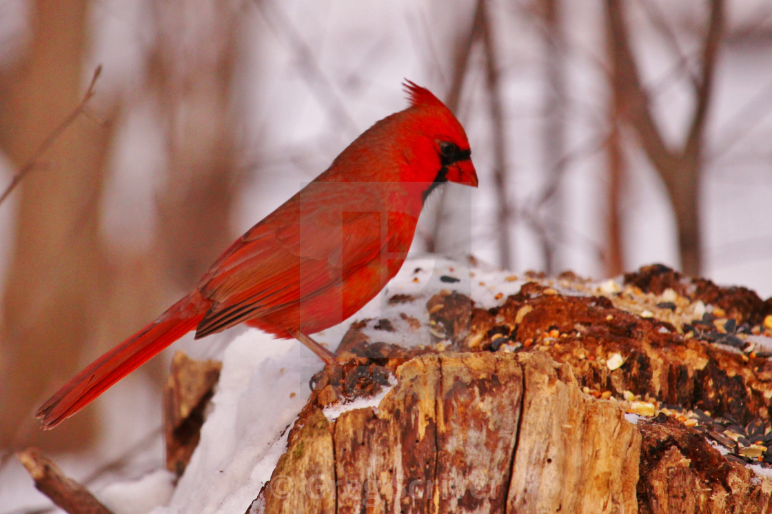 "Cardinal" stock image