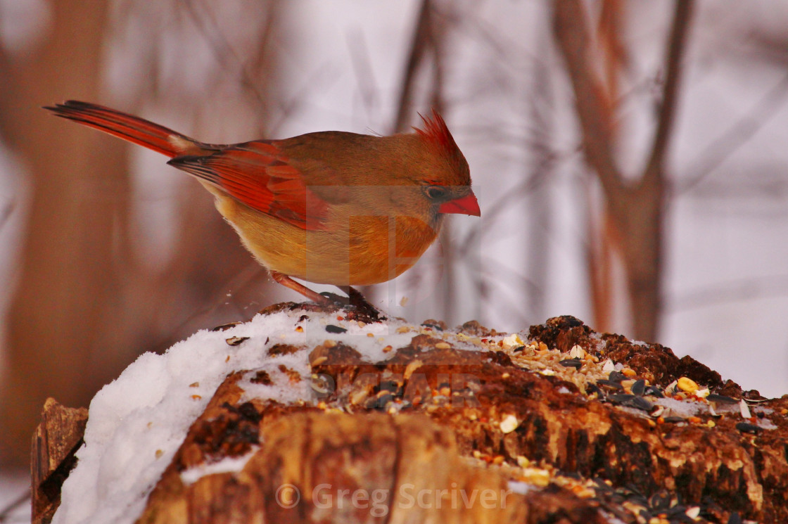 "Cardinal" stock image