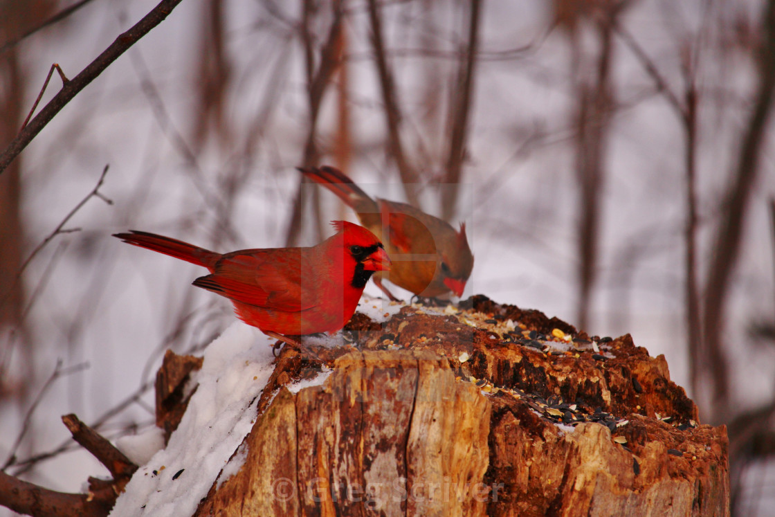 "Cardinals" stock image