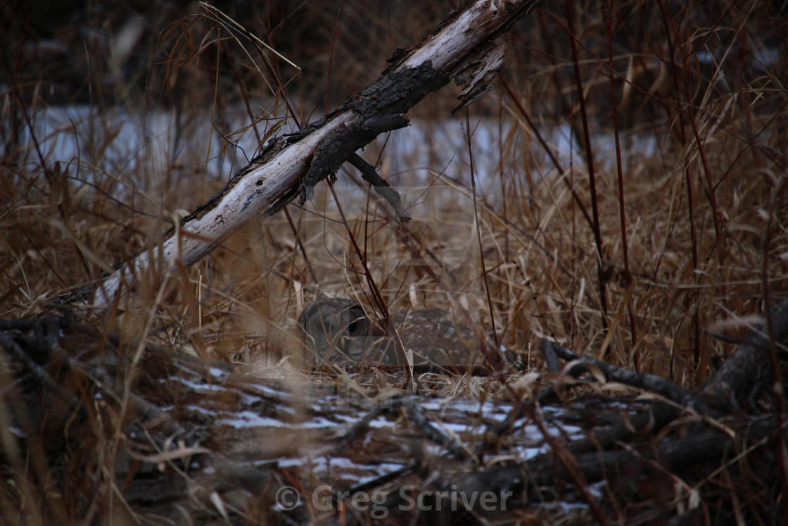 "Barred Owl" stock image