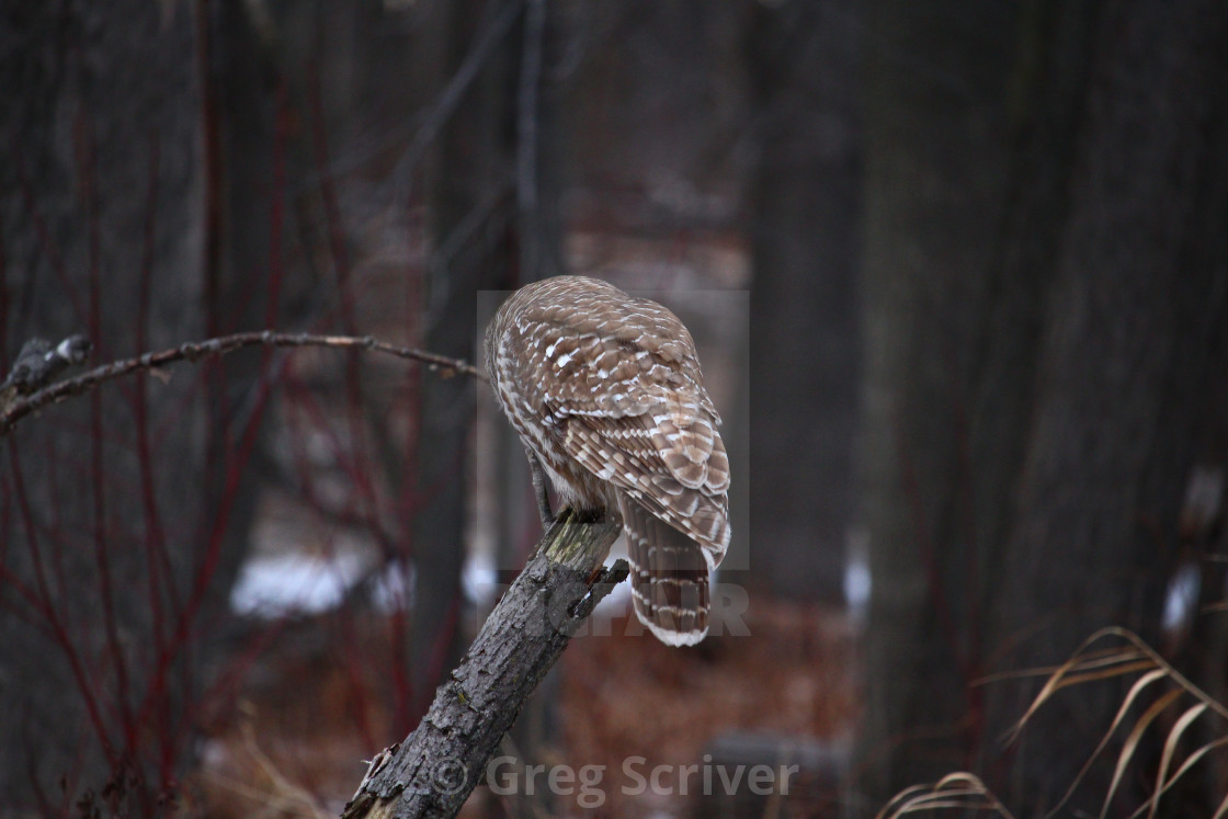 "Barred Owl" stock image