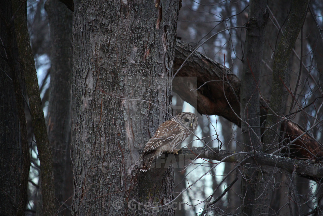 "Barred Owl" stock image